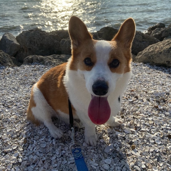 beachcorgixo